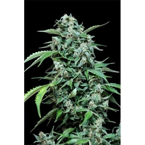 Maxi Haze od Grass-O-Matic nasiona marihuany