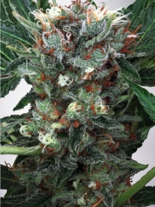 Zensation od Ministry of Cannabis nasiona marihuany