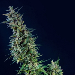 Kama Kush CBD od Kannabia Seed nasiona marihuany