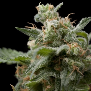 Super Hash od Pyramid Seeds nasiona marihuany