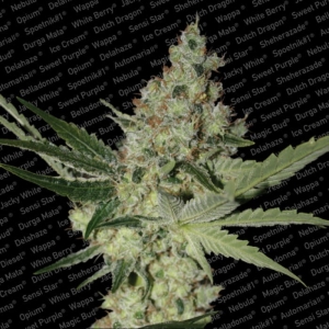 Acid od Paradise Seeds nasiona marihuany