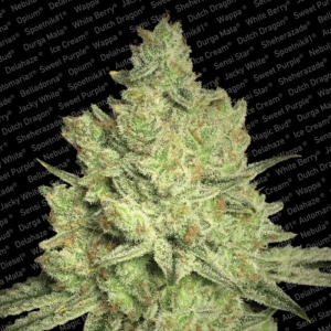 Jacky White od Paradise Seeds nasiona marihuany