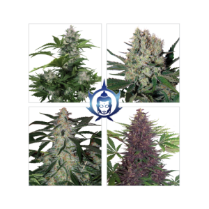 Assorted Auto od Buddha Seeds nasiona marihuany