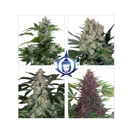 Assorted Auto