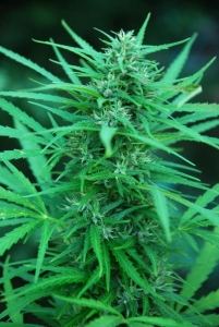 Panama od Cannabiogen nasiona marihuany