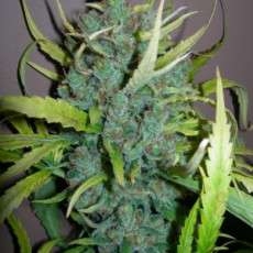 Grapefruit x Guerilla Grape od Bebook Flavour nasiona marihuany