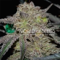 Tonic Ryder CDB (Auto)