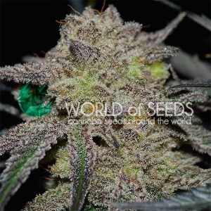 Tonic Ryder CDB (Auto) od World of Seeds nasiona marihuany