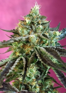 Sweet Nurse Auto CBD od Sweet Seeds nasiona marihuany