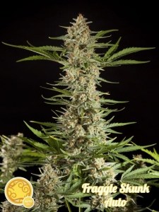 Fraggle Skunk Auto od Philosopher Seeds nasiona marihuany