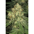 AllKush 