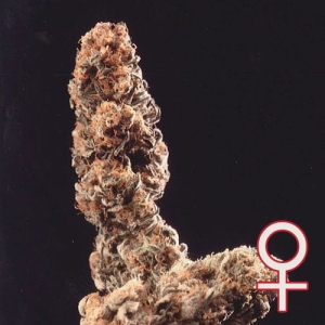 Afghani Special od KC Brains nasiona marihuany