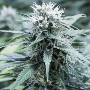 Sweet Amnesia od G13 Labs nasiona marihuany