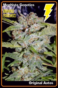 Sour Crack Auto od Mephisto Genetics nasiona marihuany