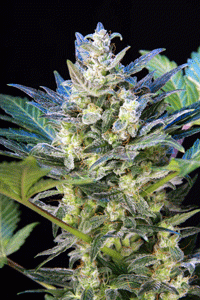 Diesel Ryder Auto