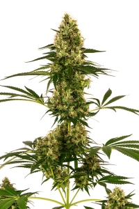 Blue Bullet Auto od Sensi Seeds nasiona marihuany
