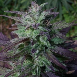 China Yunnan od ACE Seeds nasiona marihuany