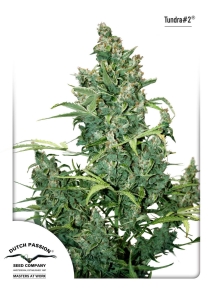 Auto Tundra #2 od Dutch Passion nasiona marihuany