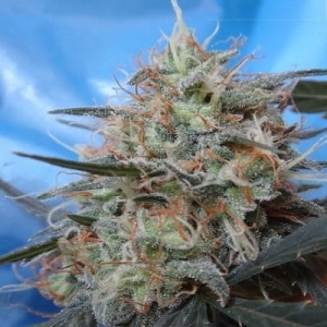 Congo x Kali China  od ACE Seeds nasiona marihuany