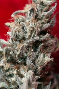 O'Haze Red od Reggae Seeds nasiona marihuany