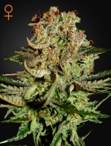 Super Bud od Green House Seeds nasiona marihuany