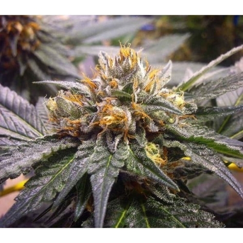 Bubba Kush Pre 98