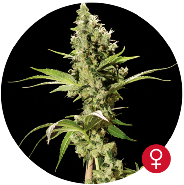 Sour Diesel