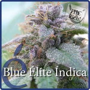 Blue Elite Indica od Elite Seeds nasiona marihuany