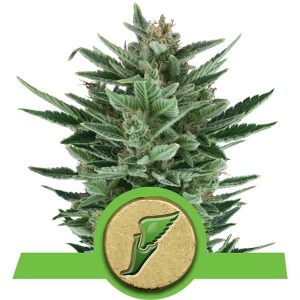 Quick One Auto od Royal Queen Seeds nasiona marihuany