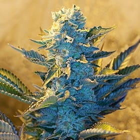 White Widow od G13 Labs nasiona marihuany