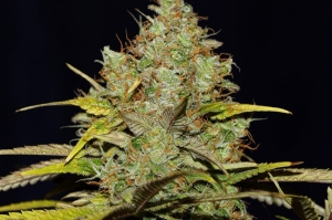 Big Nugs Fast od Seedsman nasiona marihuany