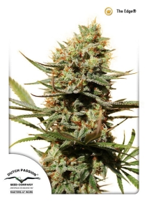 The Edge ® od Dutch Passion nasiona marihuany