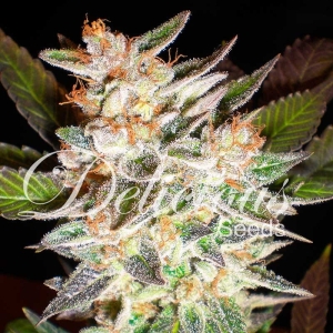 Cheese Candy Auto od Delicious Seeds nasiona marihuany