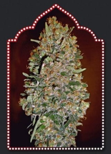 Auto Collection #1 od 00 Seeds Bank nasiona marihuany