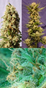 Guerrilla Mix od Kannabia Seed nasiona marihuany