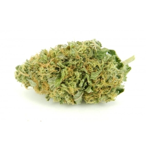 Auto Torpedo od Vip Seeds nasiona marihuany