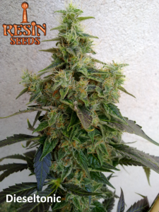 Dieseltonic od Resin Seeds nasiona marihuany