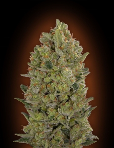 Female Collection #3 od 00 Seeds Bank nasiona marihuany