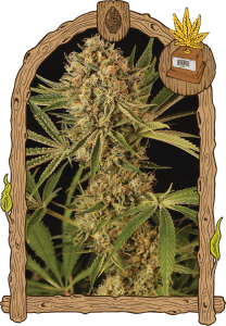 Herz OG od Exotic Seed nasiona marihuany