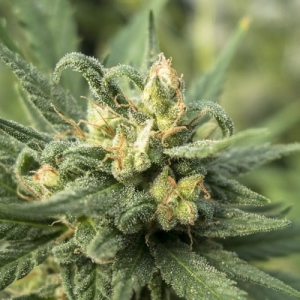 Solace od 710 Genetics nasiona marihuany