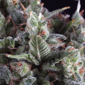 Olympia od Pyramid Seeds nasiona marihuany