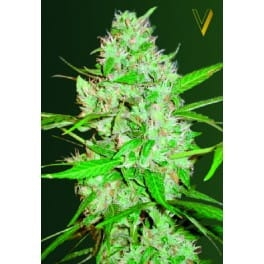 Auto White Russian XXL od Victory Seeds nasiona marihuany