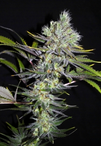 CBD Sweet'n Sour (Regular) od Seedsman nasiona marihuany