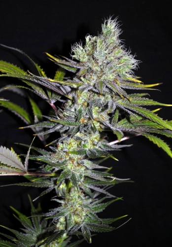 CBD Sweet'n Sour (Regular)