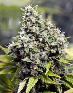 Grapefruit od Female Seeds nasiona marihuany