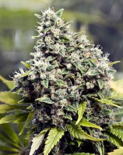 Grapefruit