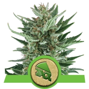 Royal Cheese Auto od Royal Queen Seeds nasiona marihuany