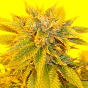 Ketama Kush od Ketama Seeds nasiona marihuany