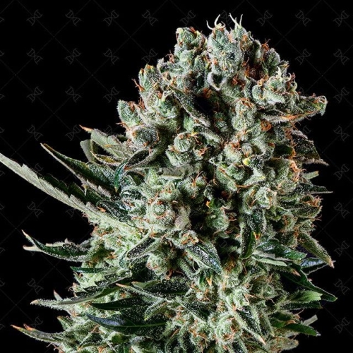 Farm Cheese