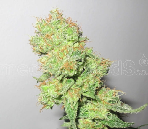 Y Griega CBD (And Greek CBD) 